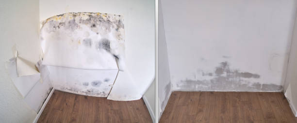 Best Same-Day Mold Removal  in Hamlet, NC